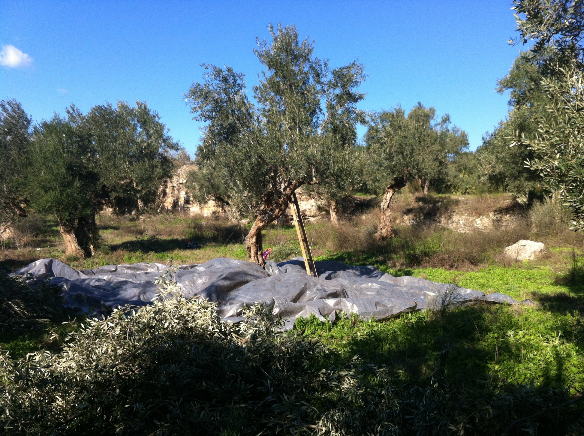 the ancient olive grove from where this twig came from